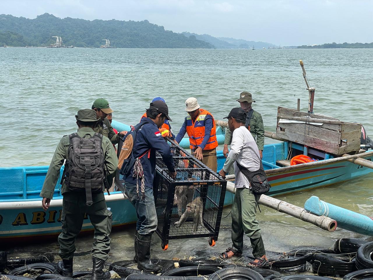Empat Ekor Monyet Ekor Panjang Dilepasliarkan di Kawasan Cagar Alam Nusakambangan Timur Cilacap