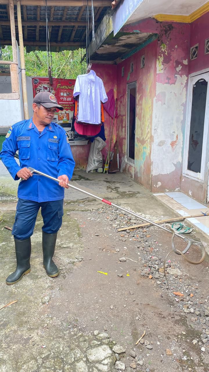 Masuki Pekarangan Rumah Warga, Damkar Banyumas Imbau Warga Tak Tangani Ular Sendiri
