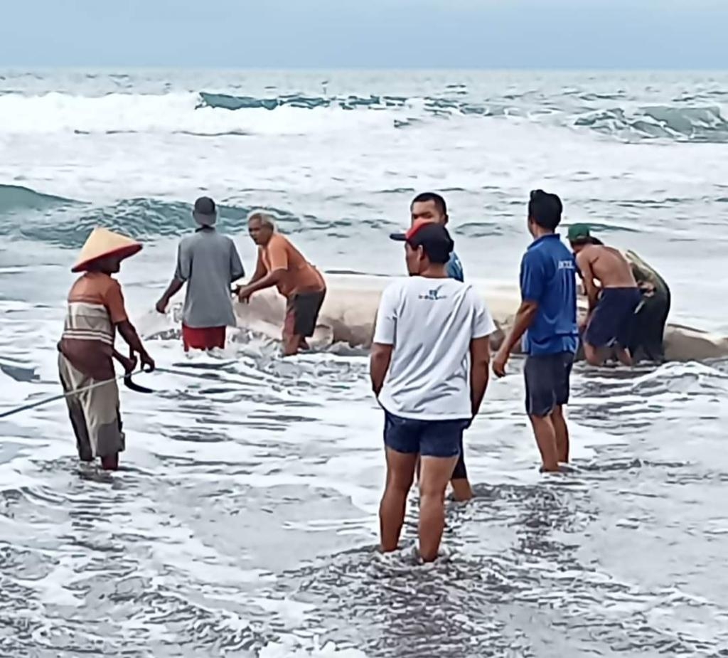 Hiu Tutul Tersangkut Jaring Nelayan di Pantai Pagubugan Binangun, Kondisinya Sekarat 