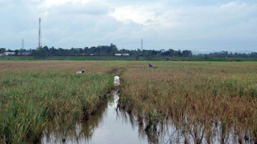 Empat Desa di Kroya Tidak Panen Selama Setahun