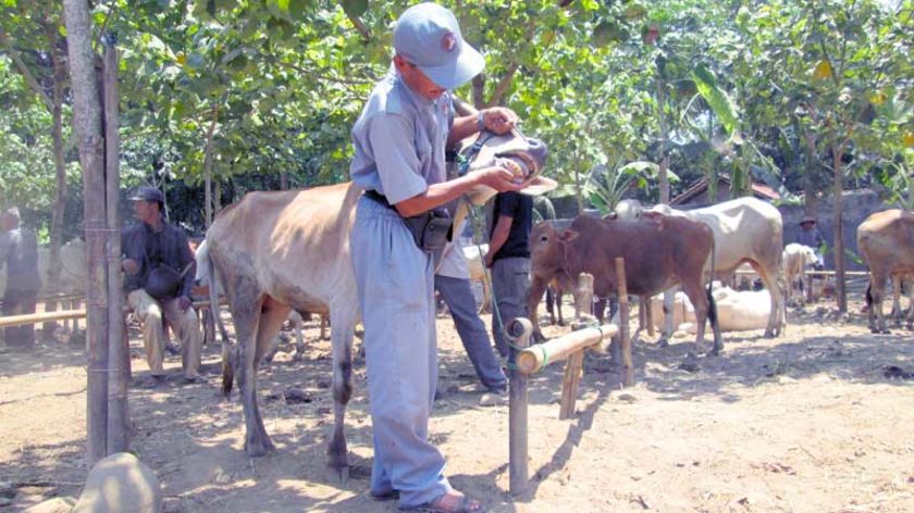 Waspada! Sapi dan Kambing Terjangkit Cacing Hati dan Demam Tiga Hari