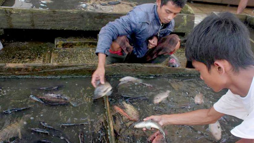 Bantuan Pasar Ikan Banjarnegara Terganjal Aturan