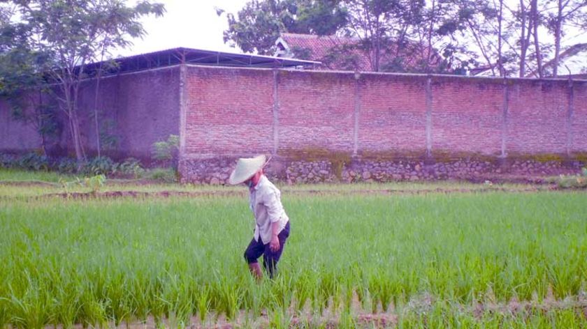 Cuaca Ekstrem, Padi Rawan Serangan Hama