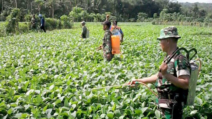 Danramil Tambak Pantau Budidaya Kedelai di Desa Buniayu