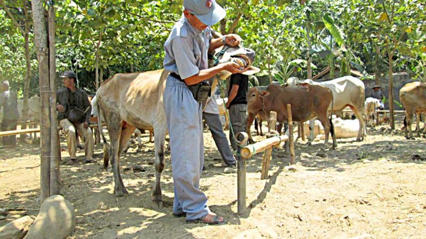 Dispertanak Kabupaten Cilacap Awasi Hewan Kurban