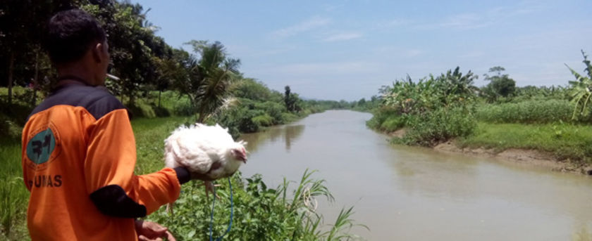 Evakuasi Buaya Jadi Dilema