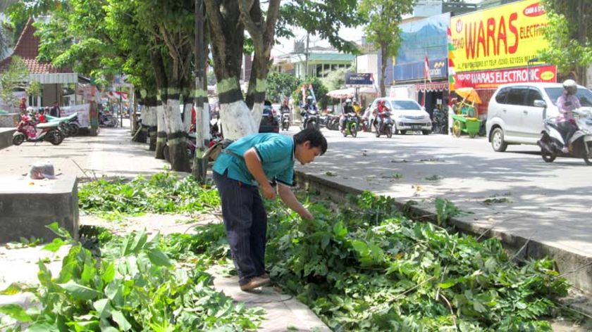 Ganggu Jaringan, Pohon Peneduh di Taman Kota Majenang Dipangkas