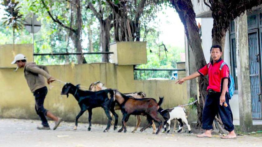 Jelang Idul Adha, Harga Kambing Naik Rp 200 Ribu