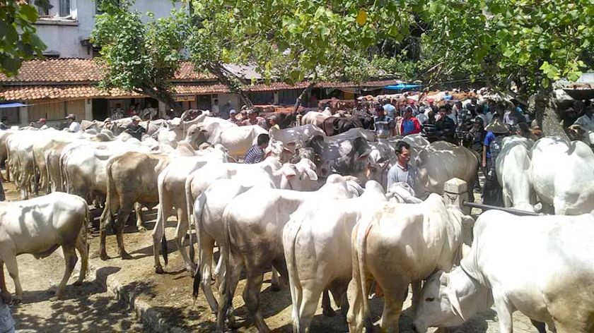 Dinas Peternakan Banyumas Buka Posko Pemeriksaan Kesehatan Hewan Kurban