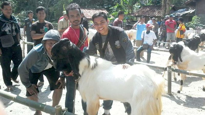 45 Ekor Kambing Peranakan Etawa Ikuti Festival Dermaji Lumbir