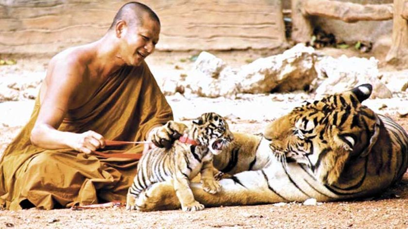 Tangkap 3 Biksu yang Kabur Bawa Organ Tubuh Macan, Juga Sita Ramuan Obat dalam 20 Stoples