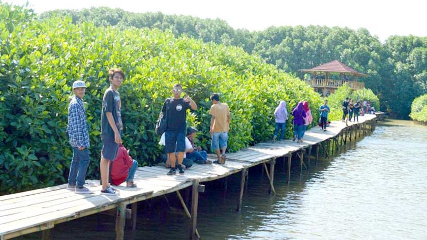 Mangrove Kawasan Pantai Ayah Dilengkapi Jogging Track
