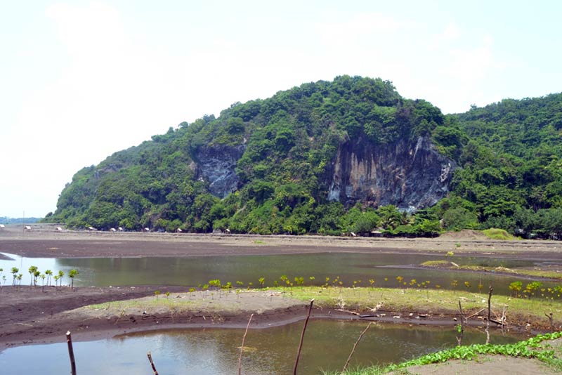 Mangrove di Selok dan Sodong Kurang Berkembang
