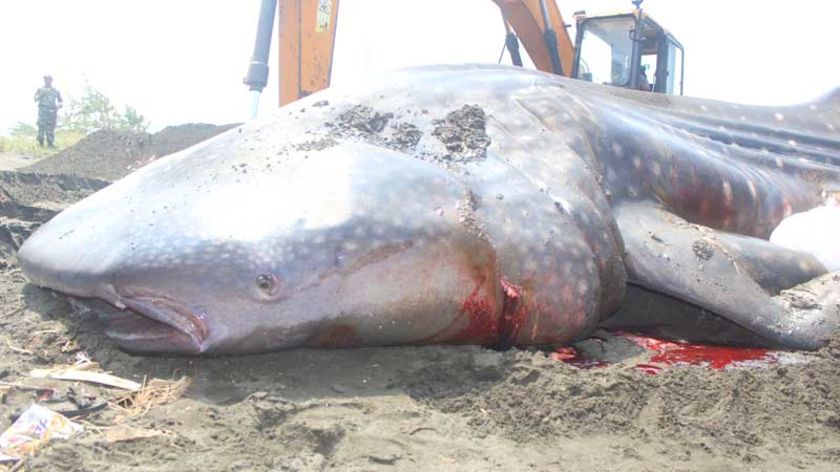 Hiu Tutul Seberat Satu Ton Terdampar di Pantai Menganti