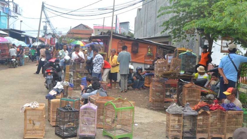 Pasar Burung Kroya Masih Liar