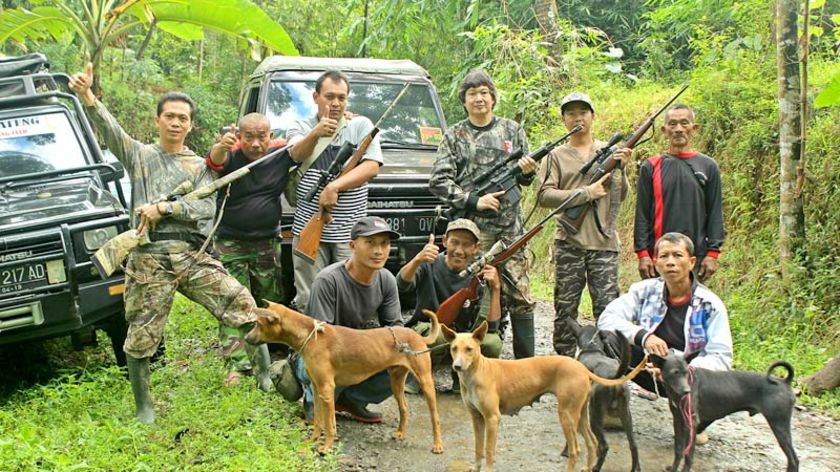 Serangan Babi Hutan di Pekuncen Mengganas, Perbakin Banyumas Lakukan Perburuan