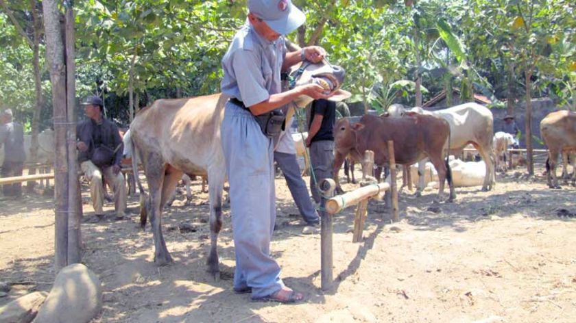 Enggan Kurban Kambing, Sapi Diprediksi Jadi Primadona