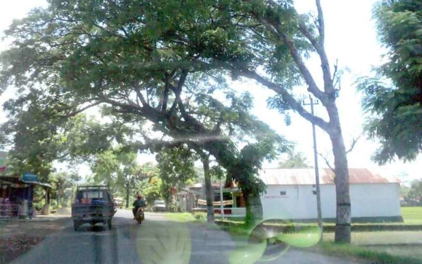 Pohon Ayoman Membahayakan Pengguna Jalan