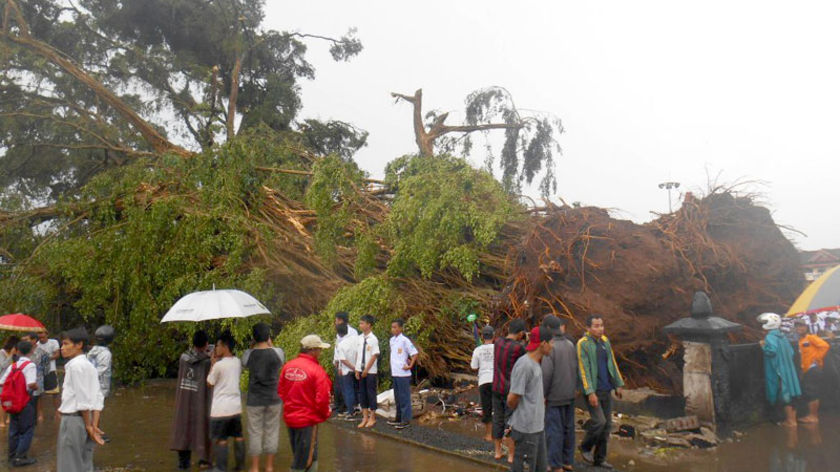 Pohon Beringin Alun-alun Purbalingga Termakan Usia dan Kurang Pemeliharaan