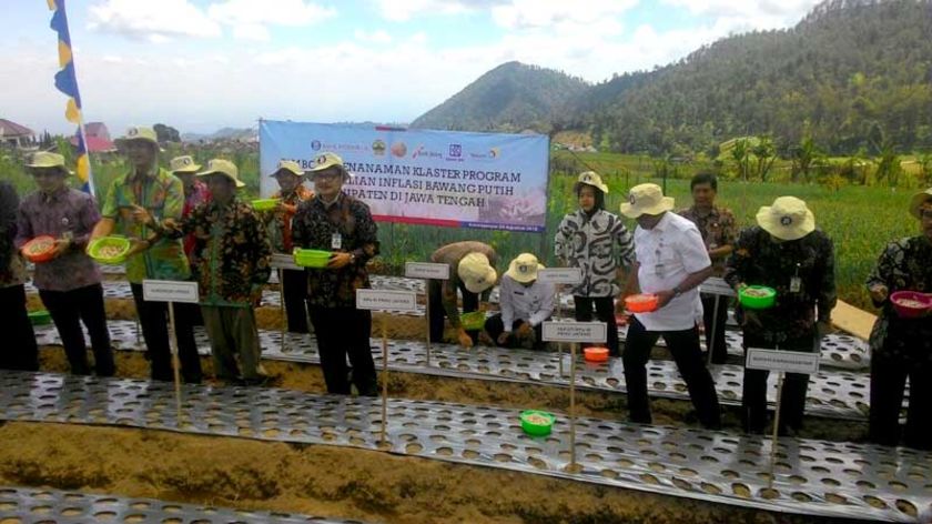 Kebutuhan Bawang Putih Purbalingga Masih Disuplai dari Luar Daerah