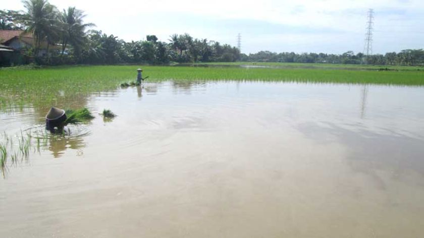 Ribuan Hektare Sawah Tergenang di Cilacap Pasca Banjir