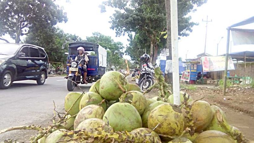 Sehari, Penjual Kelapa Muda Raup Rp 600 Ribu