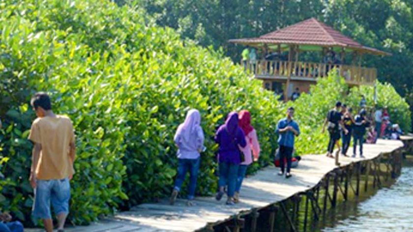 Setelah Ramai Dikunjungi Wisatawan, Hutan Mangrove Ayah Jadi Rebutan