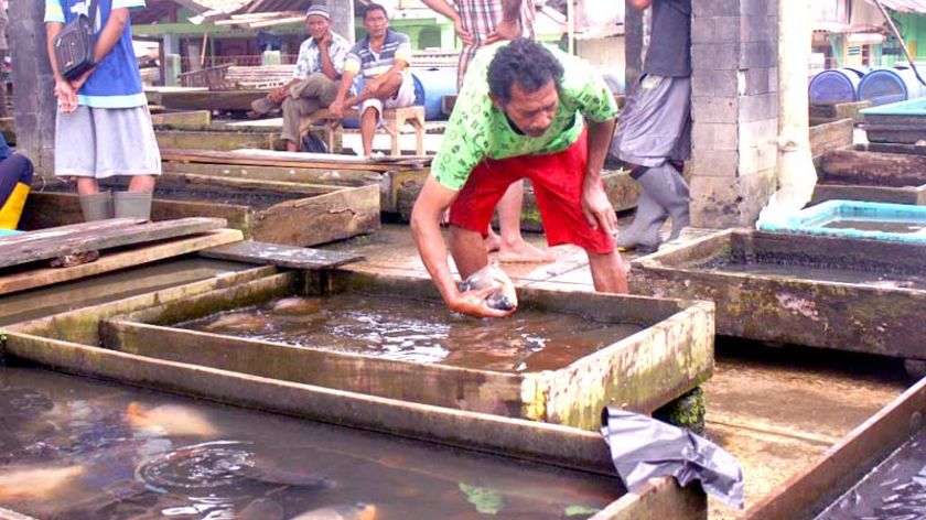 Stok Berkurang, Harga Ikan Air Tawar di Banjarnegara Naik