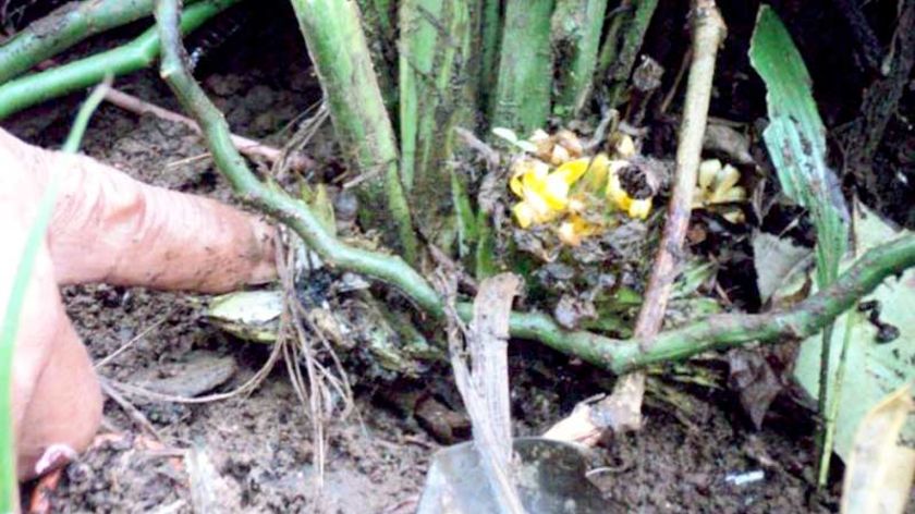 Uniknya Buah Klemba Desa Limbasari Purbalingga - Makan Satu Buah, Minum Air Putih Terasa Manis Seharian