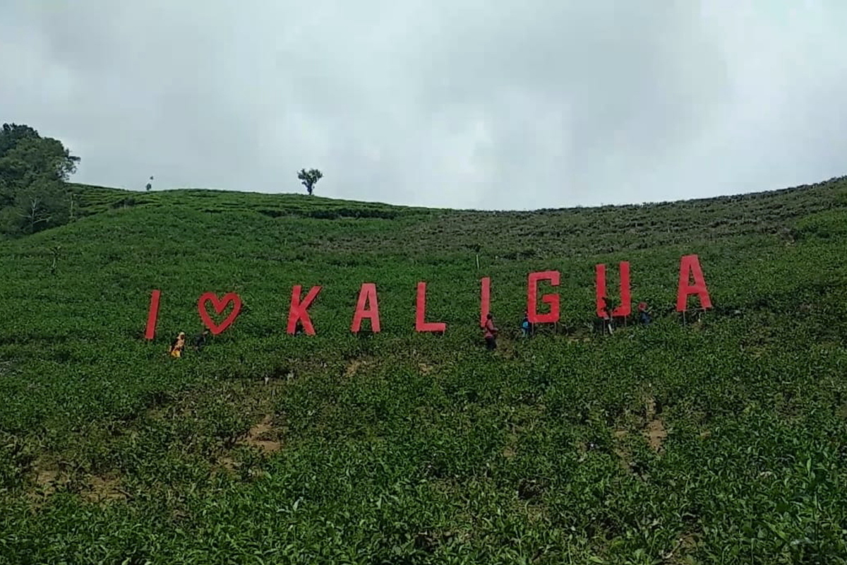 Wisata Kebun Teh Kaligua Bumiayu yang Legendaris