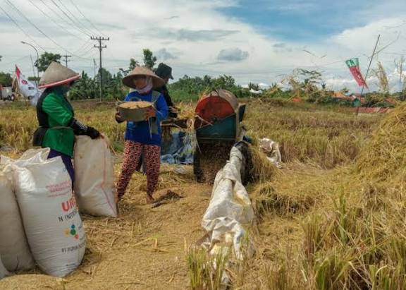 Stok Pupuk Bersubsidi di Cilacap Aman, Distribusi Sempat Jadi Kendala
