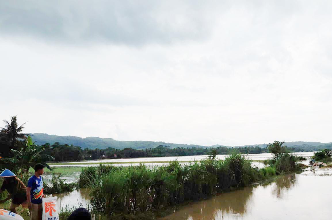 Ratusan Hektare Sawah di Cilacap Terendam Banjir