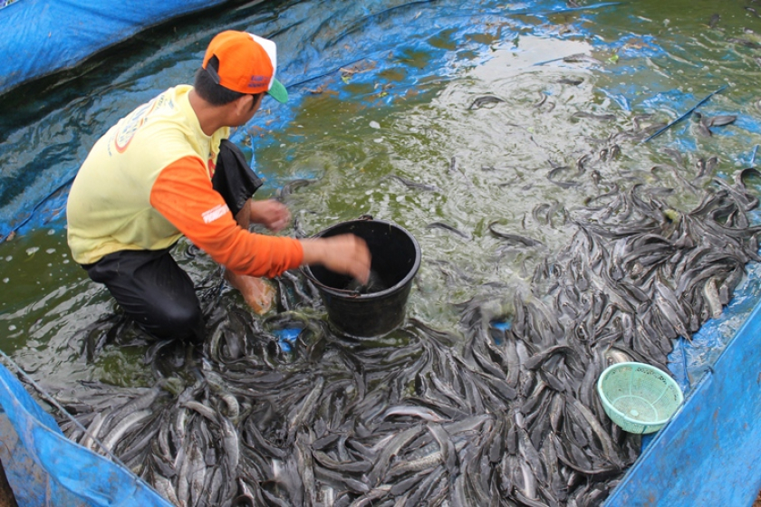 Kelebihan dan Kekurangan Beternak Ikan Lele