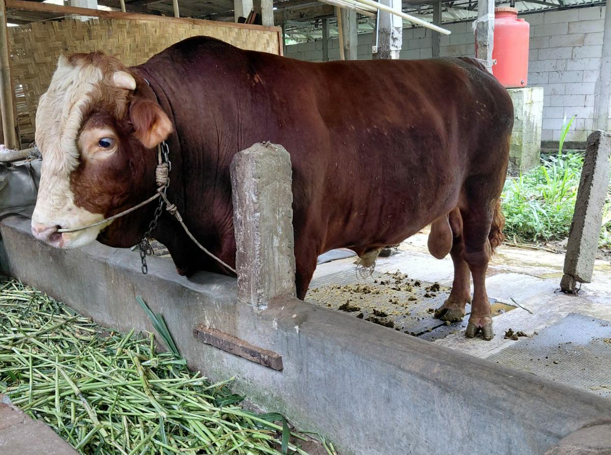 Sapi Kurban Presiden Prabowo Dikarantina di Lereng Selatan Gunung Slamet