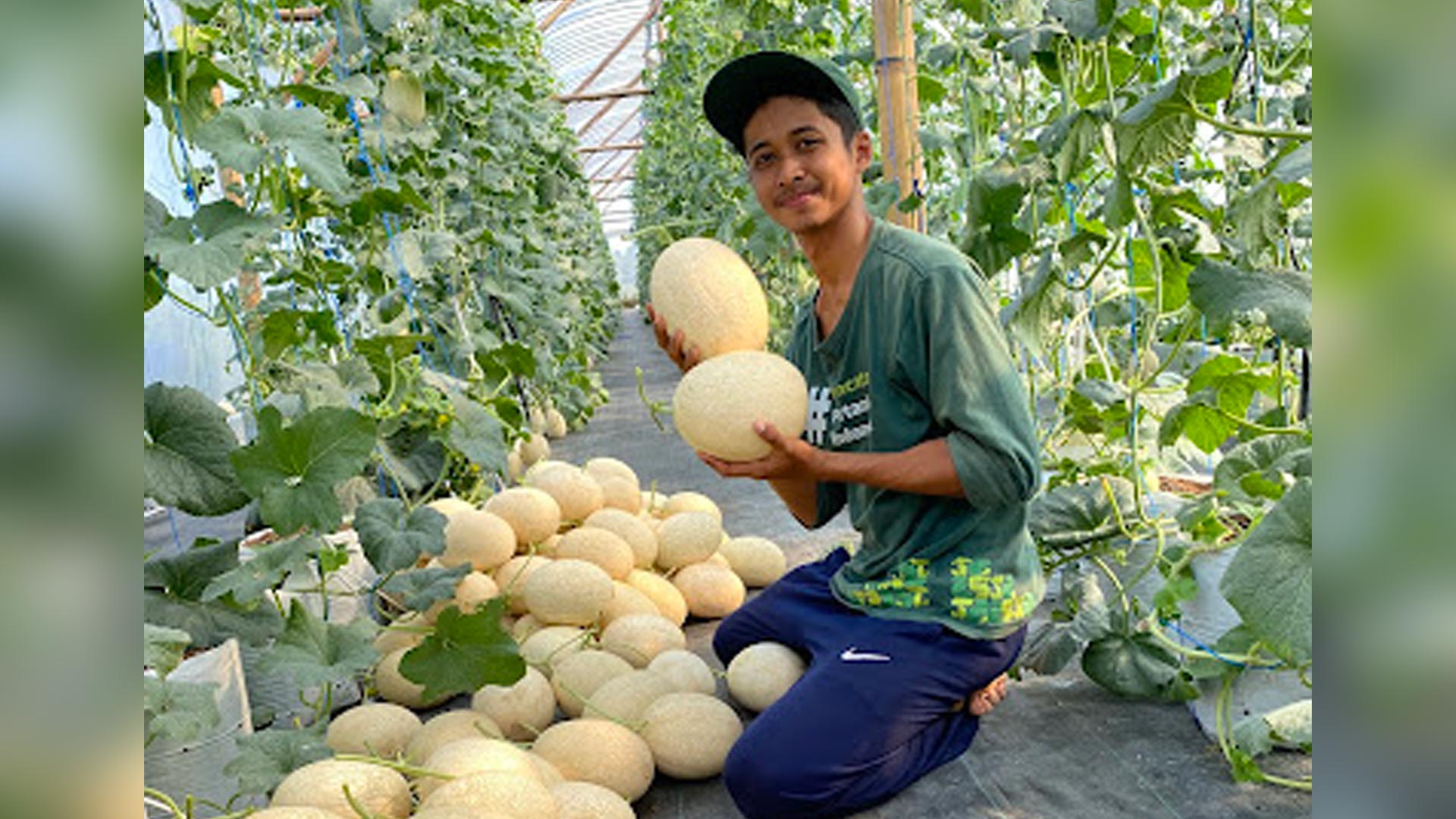 Hasil Perkebunan Jago Tani Farm Kebumen Dilirik Pengusaha Mancanegara