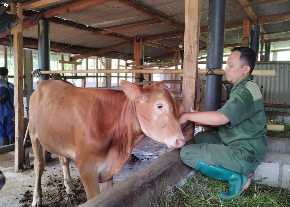 Cilacap Zero Kasus PMK, Hewan Ternak Keseluruhan Sembuh dari PMK