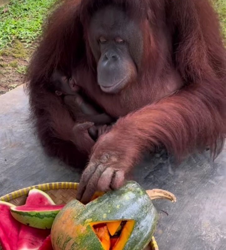 Bayi Orang Utan, Penghuni Baru Serulingmas Zoo Banjarnegara, Dikasih Nama Party Kejora