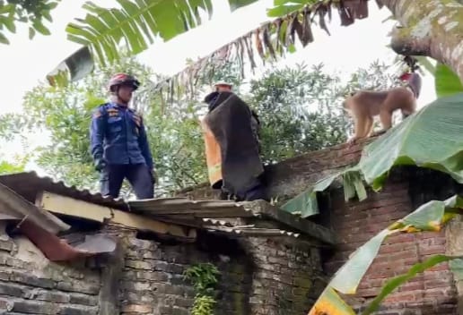 Beruk Lepas di Pekuncen Kroya Lukai 5 Orang, Dievakuasi Damkar Setelah 7 Jam