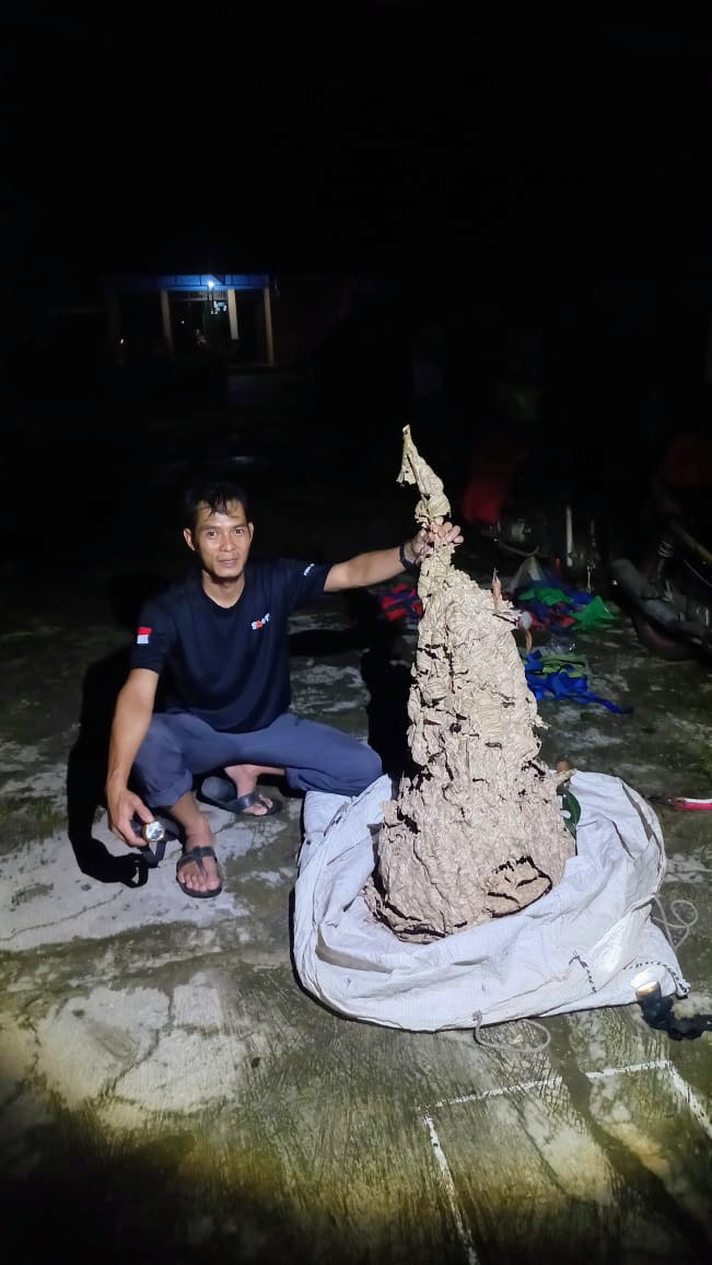 Baru Sebulan, 50 Sarang Tawon Vespa Harus Dievakuasi