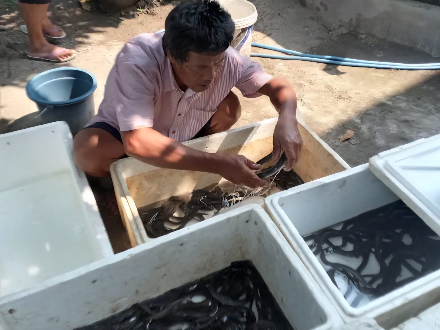 Cilacap Genjot Produksi Sidat, Nilai Jual Tembus Miliaran Rupiah