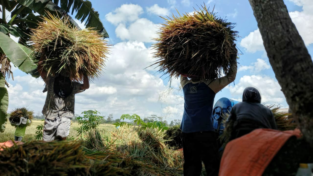 Petani Diminta Tidak Khawatir Kuota Pupuk di Kartu Tani Nol, Aplikasi Sedang dalam Maintenance System 