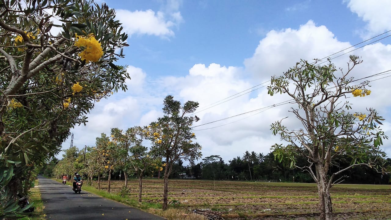 Pohon Tabebuya di Ruas Jalan Desa Kuntili Ditawar Rp 125 Juta, Kades Kuntili Tegaskan Tidak Dijual