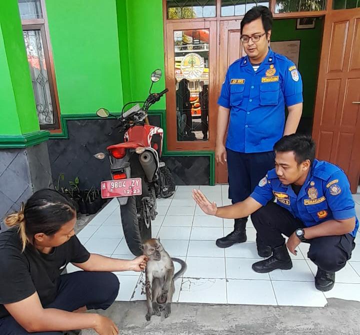 Seekor Kera Peliharaan Lepas da Menyerang Warga, Damkar Turun Tangan