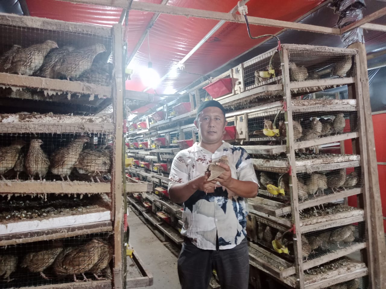 Permintaan Telur Puyuh Melonjak, Harga naik Bertahap