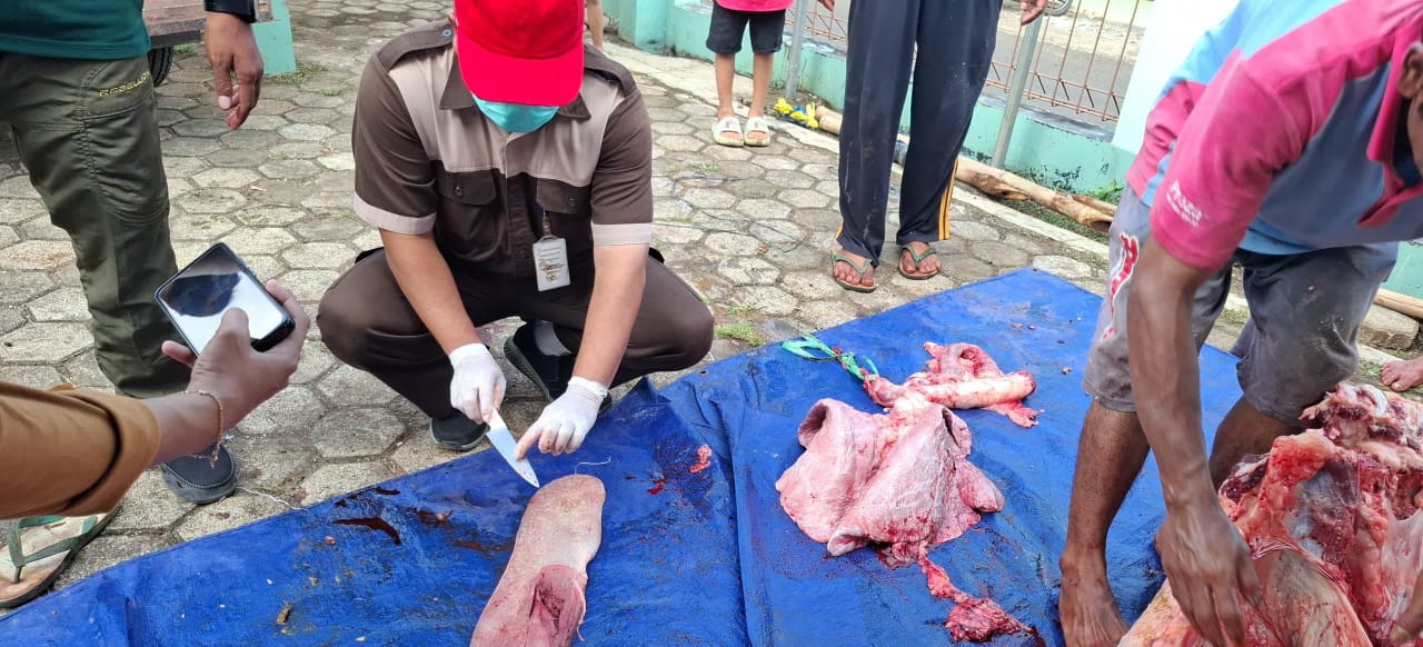 Sapi Bantuan Presiden di Pengadegan Hasilkan Daging Murni 396 Kilogram