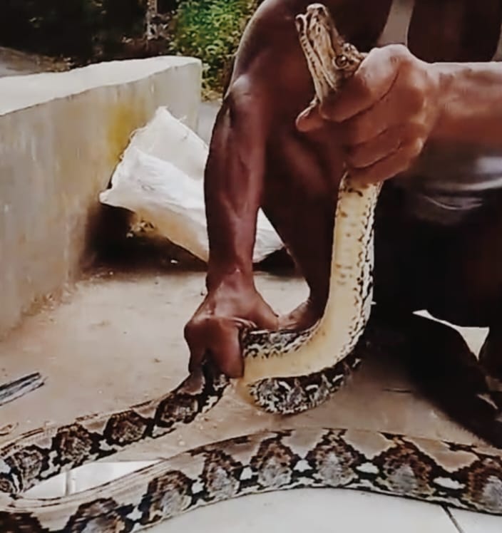 Ayam Babon Disantap Ular Sanca di Banjarpanepen Banyumas