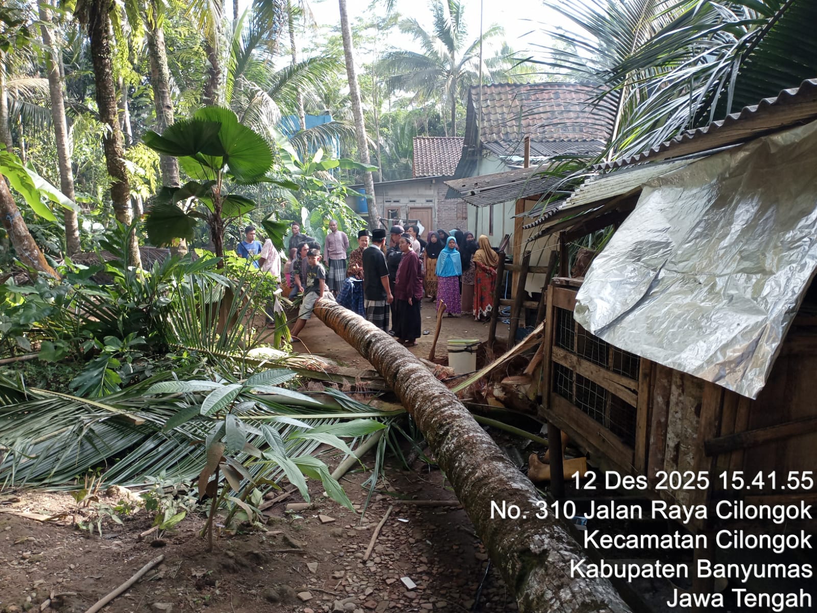 Pohon Kelapa Tumbang di Cilongok, Sebabkan Seorang IRT Meninggal Dunia