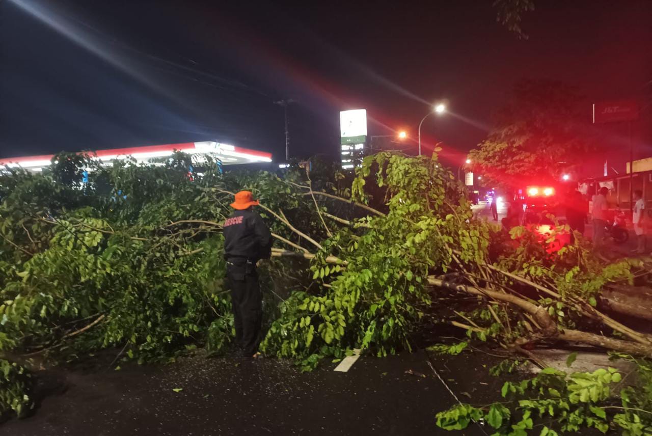 Dini Hari Tadi, Tim Gabungan Evakuasi Pohon Tumbang yang Tutup Jalan Provinsi di Karangnanas Sokaraja