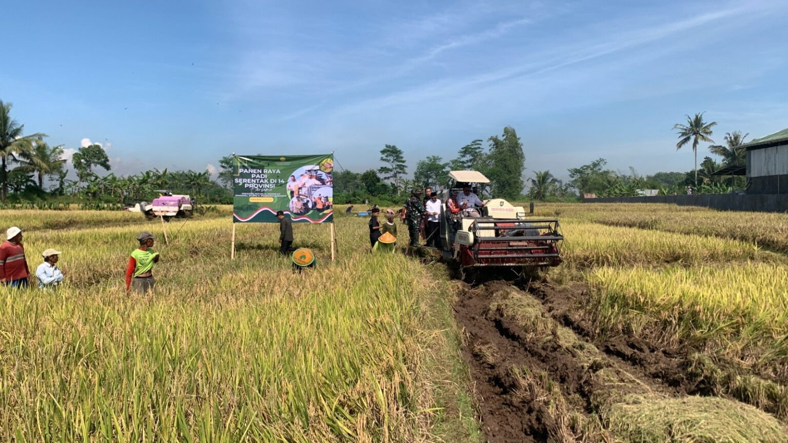 Stok Beras Aman Hingga Akhir Tahun, Pemkab Klaim Produksi Suprlus 16.761 Ton