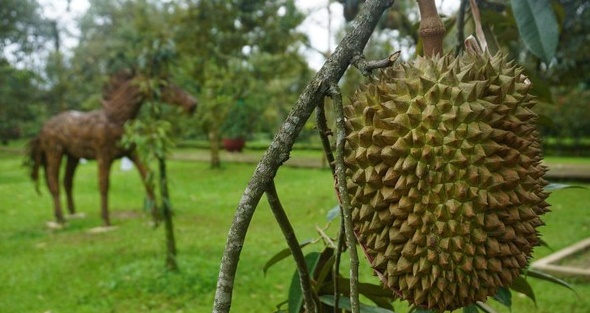 Durian Warso, Agrowisata Menarik dengan Pemandangan Gunung Salak!